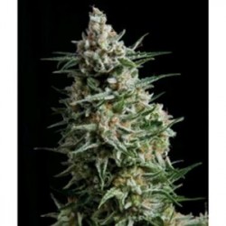 AUTO ANESTHESIA * PYRAMID SEEDS 5 SEMI FEM