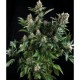 AUTO WHITE WIDOW * PYRAMID SEEDS 1 SEME FEM