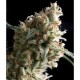 AUTO SUPER HASH * PYRAMID SEEDS 1 SEME FEM