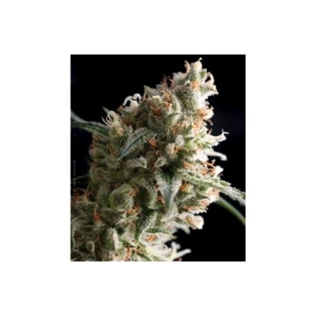 AUTO SUPER HASH * PYRAMID SEEDS 1 SEME FEM