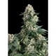 AUTO NEW YORK CITY * PYRAMID SEEDS 1 SEME FEM