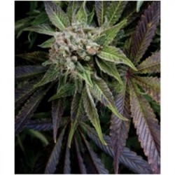 BLUE PYRAMID * PYRAMID SEEDS 5 SEMI FEM