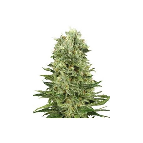 SKUNK #1 AUTOMATICA * SENSI WHITE LABEL 3 SEMI FEM 