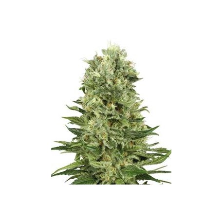 SKUNK #1 AUTOMATICA * SENSI WHITE LABEL 3 SEMI FEM 