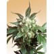 BLACK DOMINA® * SENSI SEEDS 10 SEMI REG 