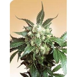 BLACK DOMINA® * SENSI SEEDS 10 SEMI REG 