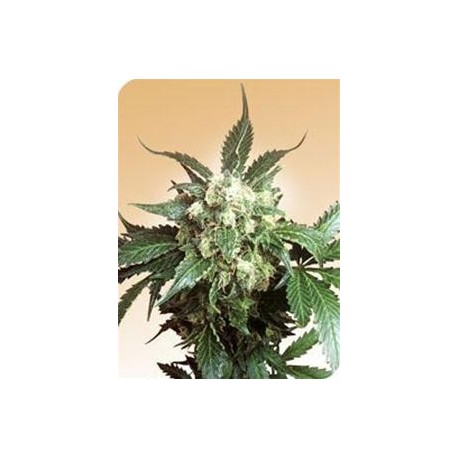 BLACK DOMINA® * SENSI SEEDS 10 SEMI REG 