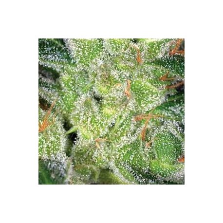 CHEESE VISION SEEDS 5 SEMI FEM