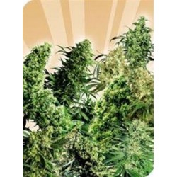 INDOOR MIX® * SENSI SEEDS 25 SEMI REG 