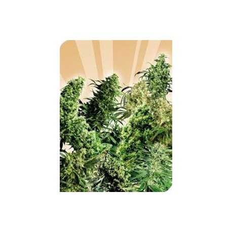 INDOOR MIX® * SENSI SEEDS 25 SEMI REG 