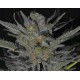 DOMINA * CBD SEEDS 6 SEMI FEM