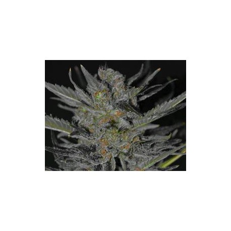 DOMINA * CBD SEEDS 6 SEMI FEM