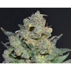 CHEESE * CBD SEEDS 6 SEMI FEM