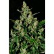 AUTO WIDOW * CBD SEEDS 6 SEMI FEM