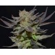 AUTO LAVENDER * CBD SEEDS 6 SEMI FEM