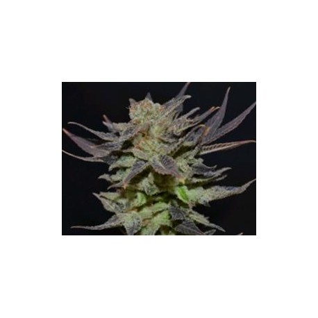 AUTO LAVENDER * CBD SEEDS 6 SEMI FEM