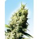 JAMAICAN PEARL® * SENSI SEEDS 10 SEMI REG 