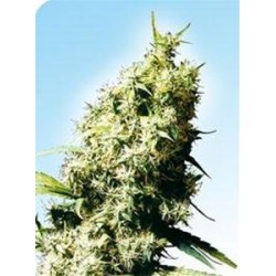 JAMAICAN PEARL® * SENSI SEEDS 10 SEMI REG 