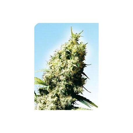 JAMAICAN PEARL® * SENSI SEEDS 10 SEMI REG 