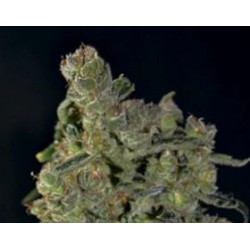 AUTO DIESEL * CBD SEEDS 10 SEMI FEM