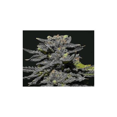 MAGMA * CBD SEEDS 6 SEMI FEM