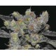 ZEN * CBD SEEDS 10 SEMI FEM