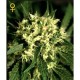 KALASHNIKOVA AUTOMATIC * GREEN HOUSE FEMINIZED 5 SEMI 