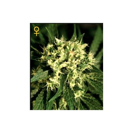 KALASHNIKOVA AUTOMATIC * GREEN HOUSE FEMINIZED 5 SEMI 