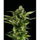 AUTO-BOMB * GREEN HOUSE FEMINIZED 5 SEMI 