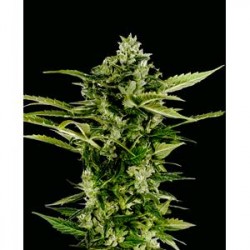 AUTO-BOMB * GREEN HOUSE FEMINIZED 3 SEMI 