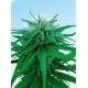 RUDERALIS INDICA® * SENSI SEEDS 10 SEMI REG 