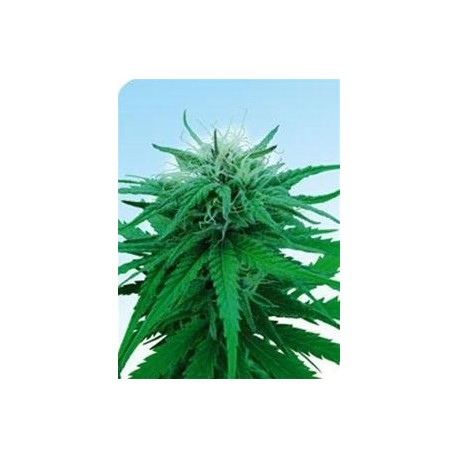 RUDERALIS INDICA® * SENSI SEEDS 10 SEMI REG 