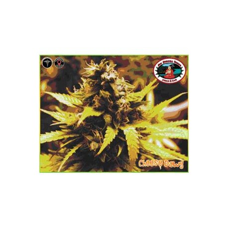 CHEESE DAWG * BIG BUDDHA SEEDS 10 SEMI FEM 