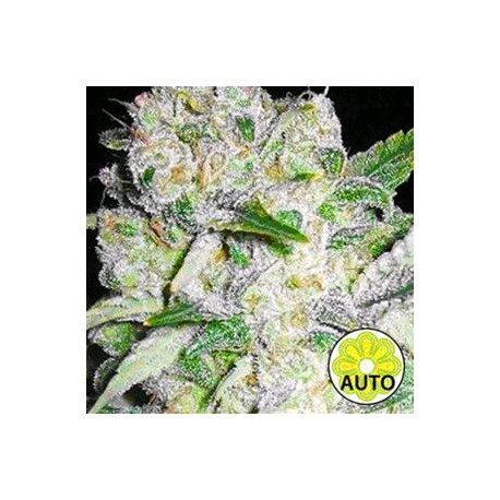 AK 49 AUTO * VISION SEEDS 3 SEMI FEM