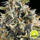 WHITE WIDOW AUTO * VISION SEEDS 3 SEMI FEM