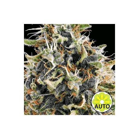 WHITE WIDOW AUTO * VISION SEEDS 3 SEMI FEM