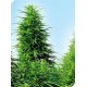 RUDERALIS SKUNK® * SENSI SEEDS 10 SEMI REG 