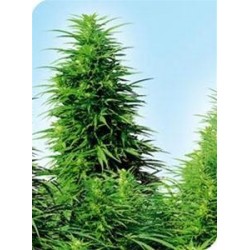 RUDERALIS SKUNK® * SENSI SEEDS 10 SEMI REG 