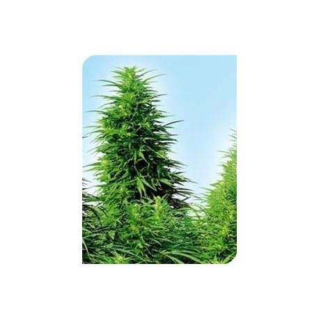 RUDERALIS SKUNK® * SENSI SEEDS 10 SEMI REG 