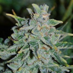 NORTHERN LIGHT BLUE AUTO * DELICIOUS SEEDS INDICA 3 SEMI FEM