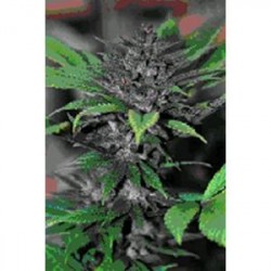 PAKISTAN CHITRAL KUSH * CANNABIOGEN 5 SEMI FEM