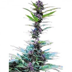 DELUXE MIX * CANNABIOGEN 6 SEMI FEM