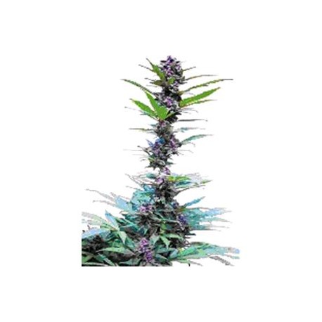 DELUXE MIX * CANNABIOGEN 6 SEMI FEM