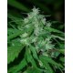 NEPAL HIGHLAND * CANNABIOGEN 10 SEMI REG