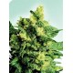 SHIVA SHANTI II® * SENSI SEEDS 10 SEMI REG 