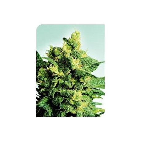 SHIVA SHANTI II® * SENSI SEEDS 10 SEMI REG 