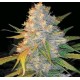 AZKEN INDICA (L.U.I.) * GENEHTIK SEEDS 5 SEMI REG