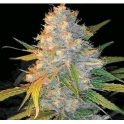 AZKEN INDICA (L.U.I.) * GENEHTIK SEEDS 5 SEMI REG