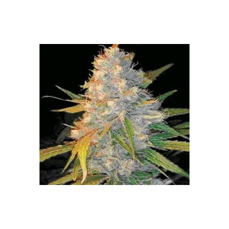 AZKEN INDICA (L.U.I.) * GENEHTIK SEEDS 5 SEMI REG