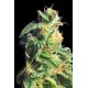 BCN DIESEL * KANNABIA SEEDS 1 SEME FEM 